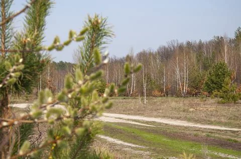The beginning of spring 库存照片