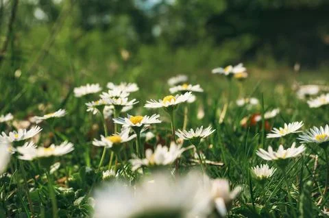 Beginning of spring. Stock Photos