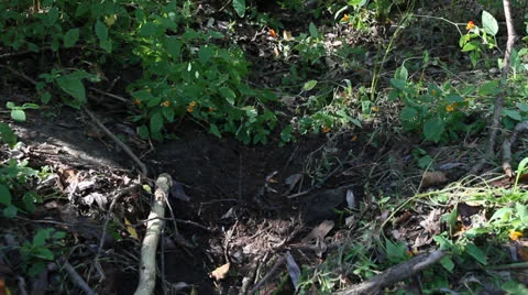 Beginning of spring runoff, creek. HD 1080p 24fps. Stock Footage 22760506