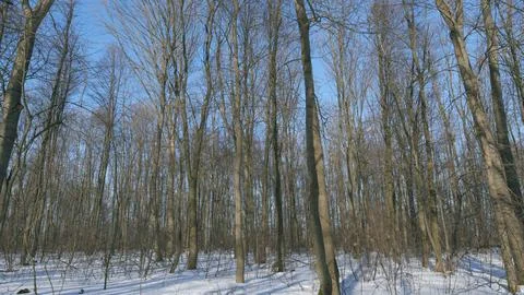 Beginning Of Spring. Sun Breaks Through Branches Of Trees. Early Spring. Melting Foto stock