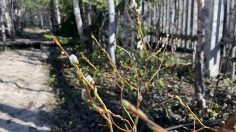 The beginning of spring, the trees are budding, a quiet calm lake. 4k Stock Footage 131169540