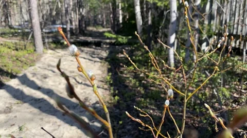 The beginning of spring, the trees are budding, a quiet calm lake. 4k Stock Footage 131169696