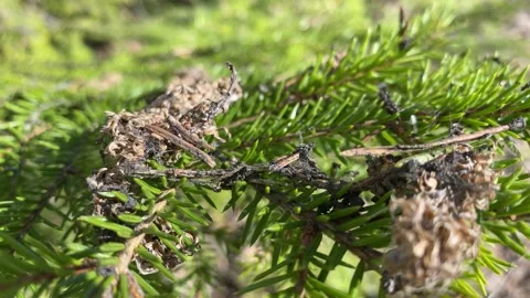 The beginning of spring, the trees are budding, a quiet calm lake. 4k Stock Footage 131169838