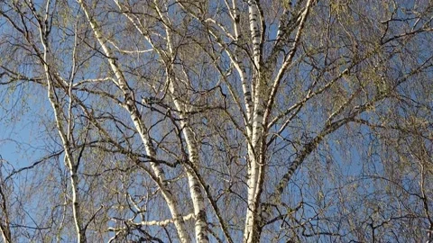 The beginning of spring in the woods Stock Footage 156736639