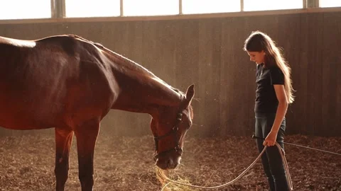 Beginning student interacts safely with horse. Calm scene of girl learning to Stock Footage 331054637