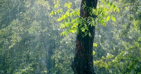 Beginning of tornado or hurricane winding and binding tree and grass storm 動画素材 334646925