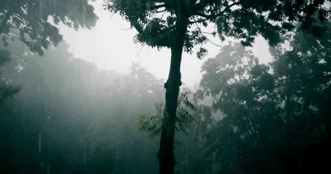 Beginning of tornado or hurricane winding and binding tree and grass storm Stock Footage 334646948