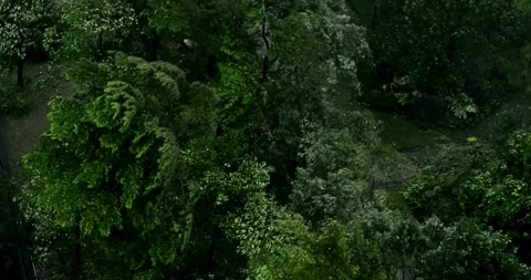 Beginning of tornado or hurricane winding and binding tree and grass storm 動画素材 334647281