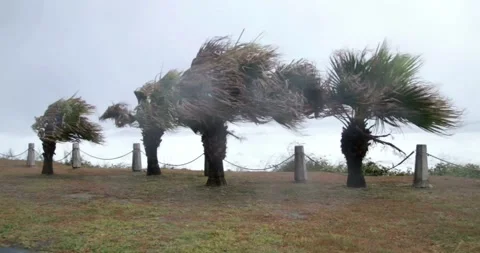 Beginning of tornado or hurricane winding and binding tree and grass storm 動画素材 334647407
