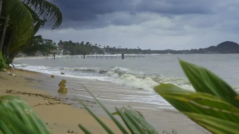 Beginning of tropical storm on seashore, landscape. Palm trees under strong wind Stock Footage 231990326