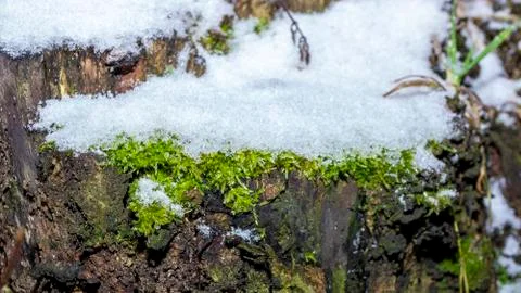 Beginning of winter first snow the background of an old tree stump with green 스톡 사진