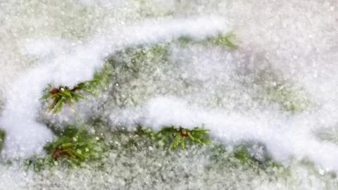 Beginning of winter the first snow background spruce branches falling snow co Stock Photos