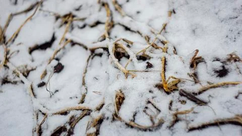 Beginning of winter the first snow background tops dry cucumber under the sno 스톡 사진