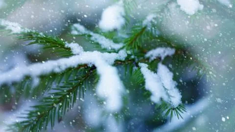 Beginning of winter the first snow background spruce branches falling snow co 스톡 사진