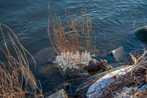 Beginning of the winter, Ice forms on the vegetation across the river. Stock Photos