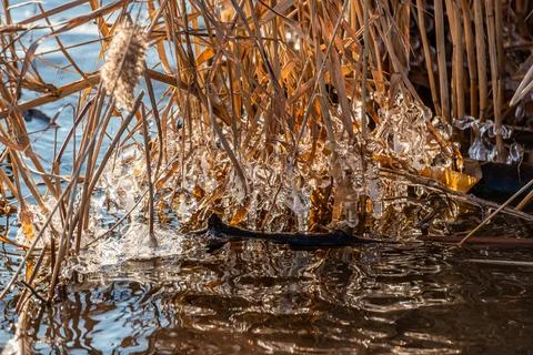 Beginning of the winter, Ice forms on the vegetation across the river. Stock Photos