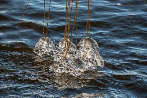 Beginning of the winter, Ice forms on the vegetation across the river. Stock Photos