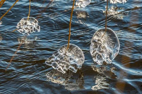 Beginning of the winter, Ice forms on the vegetation across the river. Foto stock