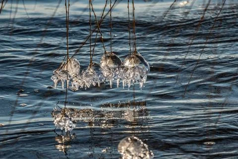 Beginning of the winter, Ice forms on the vegetation across the river. Stock Photos