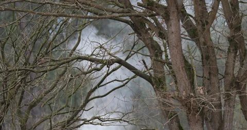 Beginnings of a fire Stockbeeldmateriaal 170331745