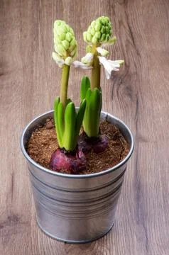 Begins to Flowering Stock Photos