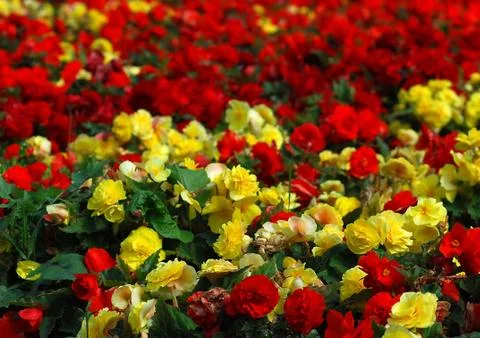 Begoinias in Bloom Stock Photos