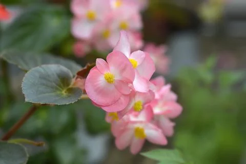 Begonia Big Stock Photos