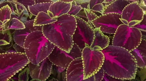 Begonia Bowerae Stock Footage 35573969