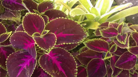 Begonia Bowerae Stock Footage 35574392