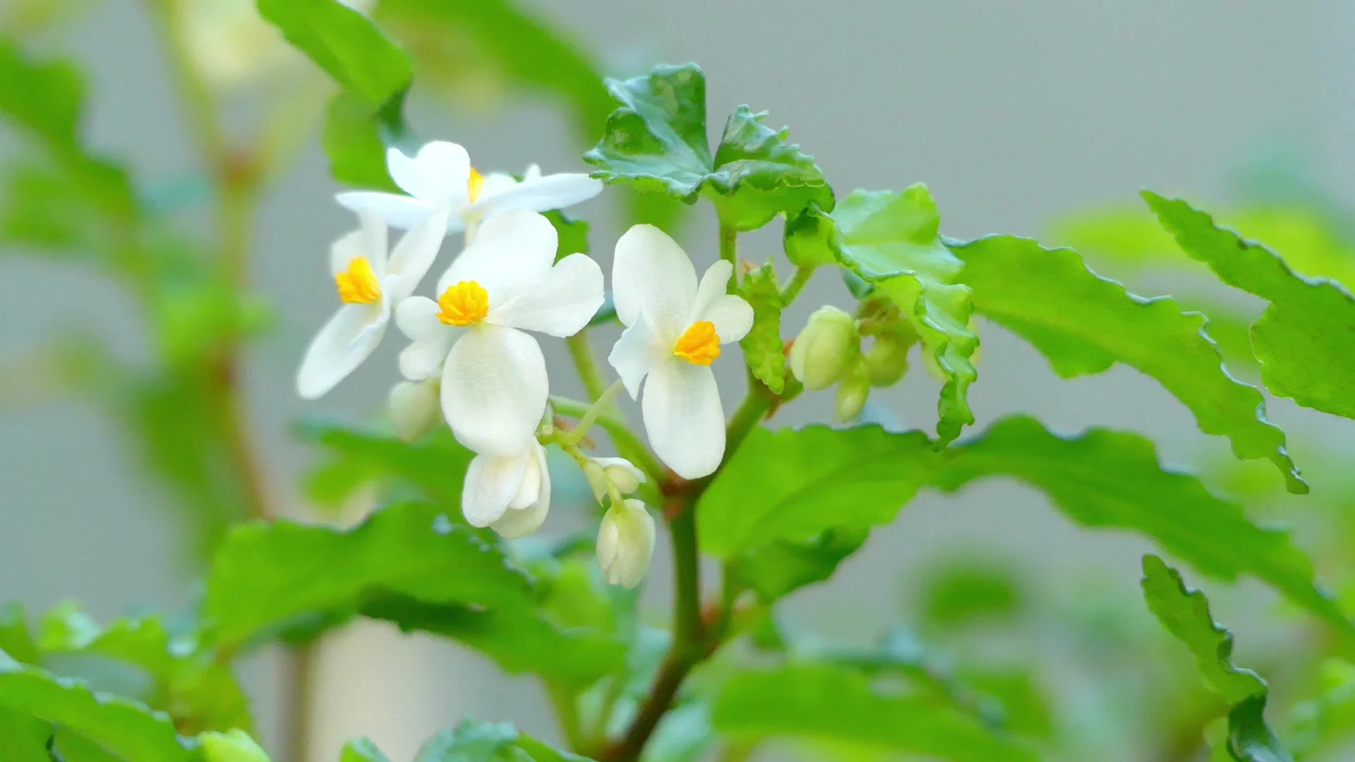 Begonia cubensis, also known as Cuban Ho... | Stock Video | Pond5