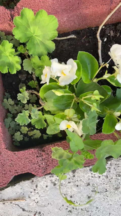 Begonia cucullata Willd. Flower Close-Up | Wax Begonia Bloom Macro Video Vídeo Stock 198649823