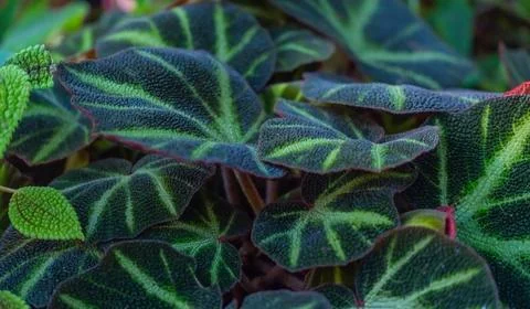 Begonia Decora Stock Photos