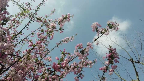 Begonia flower Stock Footage 237812692