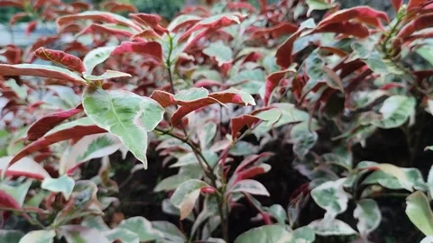 Begonia Flower Video stock 242456426