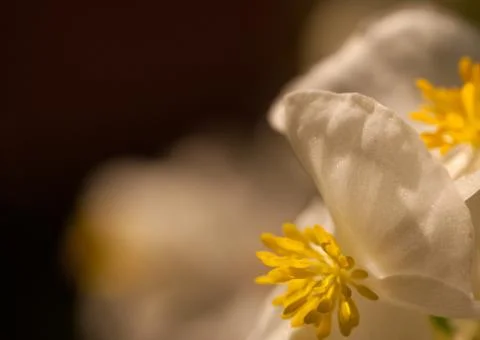 Begonia flower Stock Photos