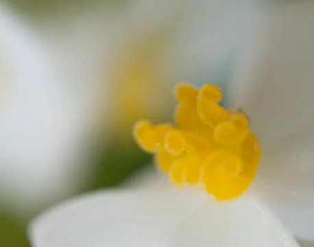 Begonia flower Stock Photos