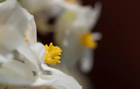 Begonia flower Foto stock