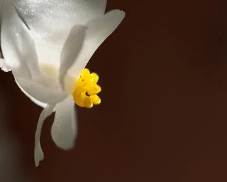 Begonia flower Stock Photos