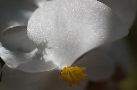 Begonia flower Stock Photos