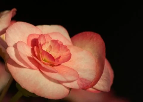 Begonia flower Stock Photos