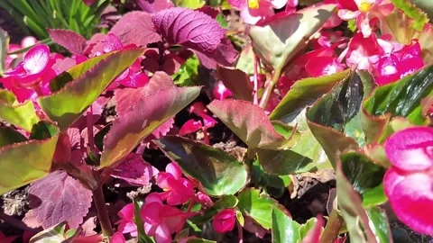 Begonia flowers Stock Footage 311735995