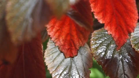 Begonia foliage background. Stock Footage 299680292