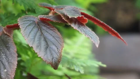Begonia foliage background. Stock Footage 299680325