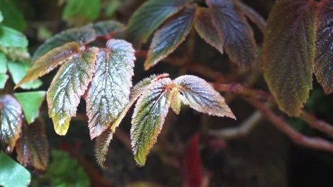 Begonia foliage background. Stock Footage 299680479