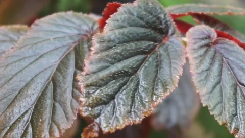 Begonia foliage background. Stock Footage 299680514