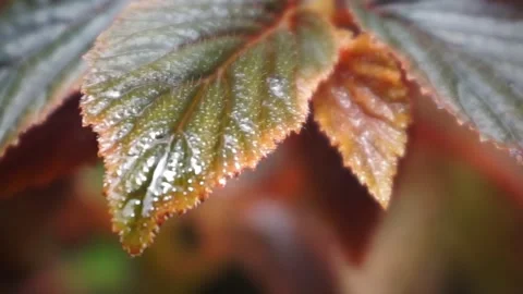 Begonia foliage background. Stock Footage 299683259