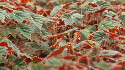 Begonia Stock Footage 221516208
