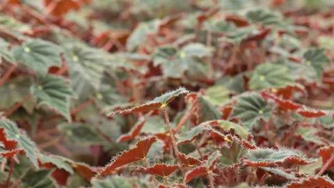 Begonia Stock Footage 221516608