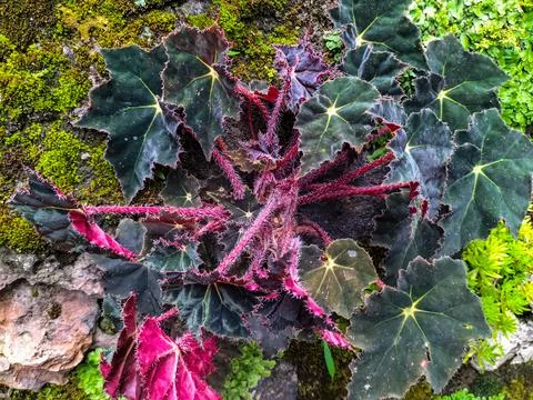 Begonia Heracleifolia Stock Photos