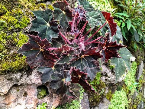 Begonia Heracleifolia Stock Photos